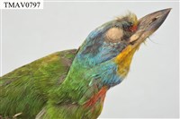 五色鳥藏品圖，第17張